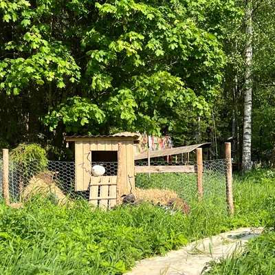 Kalevi Päivärinnan teos: Lintula