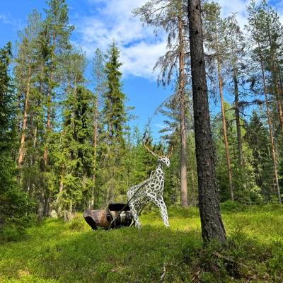 Valkoinen poro vetää rekeä metsässä